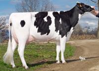 VANZETTI COLBY PRISCILLA VG85