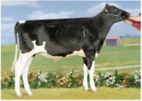 Vanzetti Goldwin Overture VG85