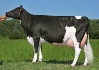 VANZETTI LAUDAN MERIVA VG86