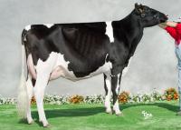 VANZETTI GOLDWIN OLIMPIQUE VG88