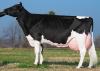 Mossa VG85,Romance's mother