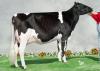 Olimpique VG86,Overture's full sister