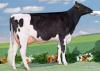 RUCOLA VG 86